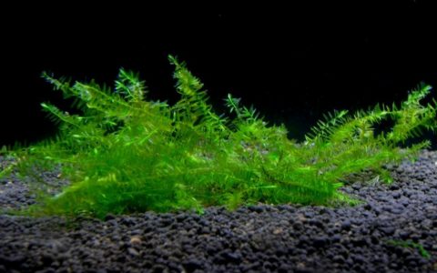 柔枝莫丝Fontinalis hypnoides饲养资料、图片