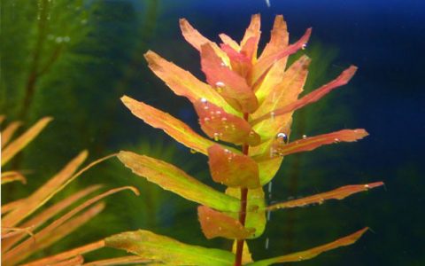 青蝴蝶Rotala macrandra”green”水草饲养资料、图片