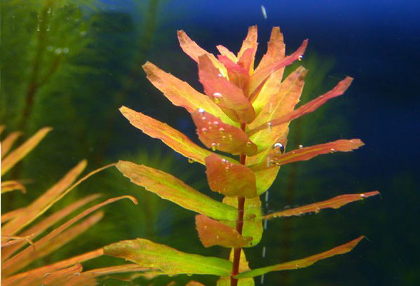 青蝴蝶Rotala macrandra”green”水草饲养资料、图片