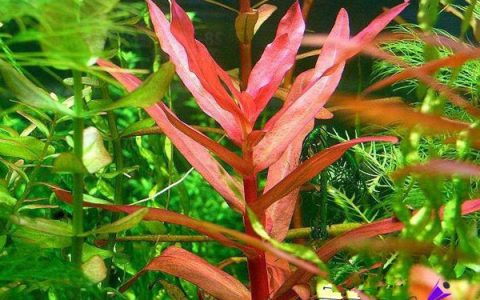 红柳Ammania gracilis水草饲养资料，图片