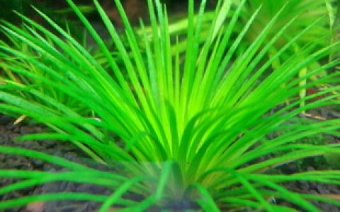 新加坡古精Eriocaujon sp.“singapore”水草资料、图片、种植方法