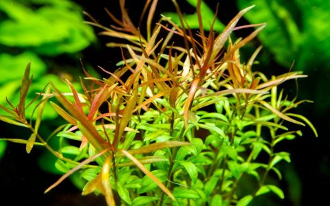 小红莓Ludwigia arcuata水草饲养资料，图片