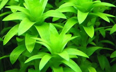 宽叶太阳Tonina fluviatilis水草饲养资料、图片