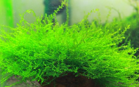 大翡翠莫丝Fontinalis antipyretica var gigantea饲养资料、图片