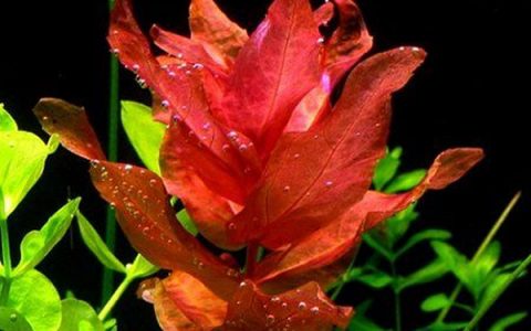 红蝴蝶水草Rotala macrandra饲养资料，图片
