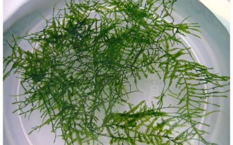 绿袜莫丝Taxiphyllum sp图片、饲养资料