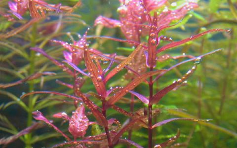 尖叶红蝴蝶Rotala magenta水草图片、种植资料
