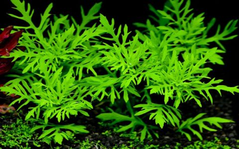 水罗兰水草Hygrophila difformis饲养资料，图片
