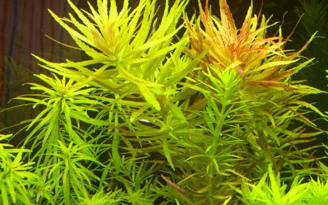 三角叶Limnophila aromatica水草图片、种植资料