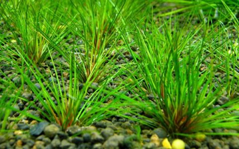 吐血古精Eriocaulon sp　from Australia “Red”水草饲养资料，图片