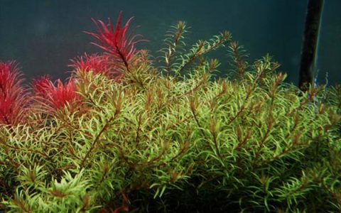 南美小百叶Rotala pusilla水草饲养资料，图片
