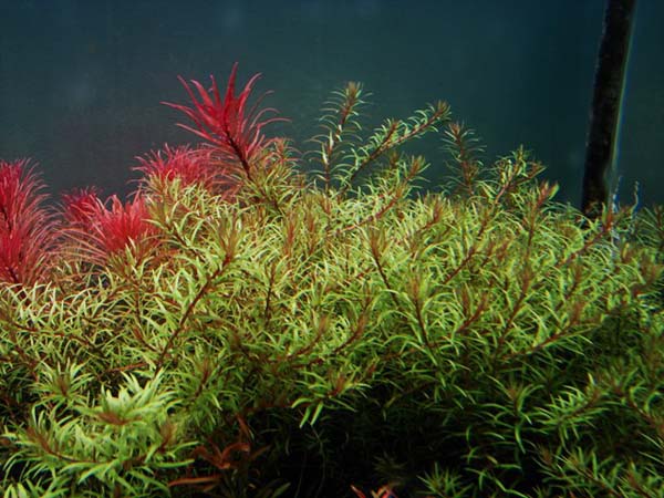南美小百叶Rotala pusilla水草饲养资料，图片