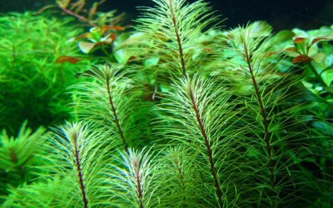 越南百叶水草Rotala sp. ”vietnam”饲养资料，图片