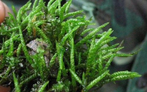 鼠尾莫丝（鼠尾藓）Myuroclada maximowicizii图片、资料
