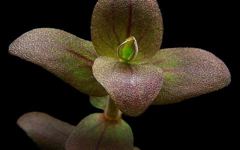 紫虎耳水草Bacopa araguaia饲养资料，图片