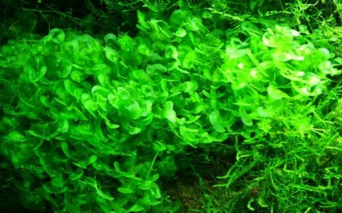 怪蕨莫丝Lomariopsis lineata饲养资料、图片