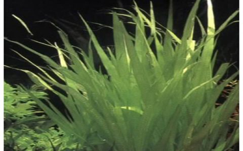 大箦藻水草Blyxa echinosperma饲养资料，图片