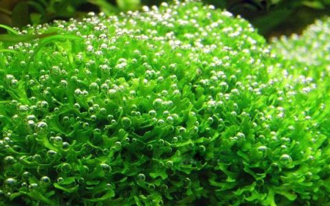 鹿角苔水草 R. fluitans饲养资料，图片