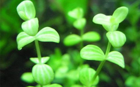 小对叶Bacopa monnieri “compacta”水草饲养资料，图片