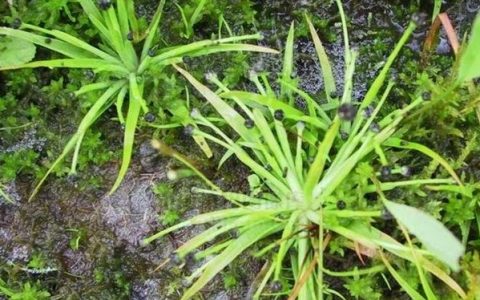 南美宽叶大古精图片、种植方法