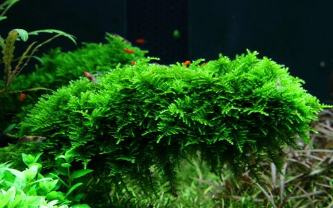 圣诞莫丝Vesicularia montagnei饲养资料、图片