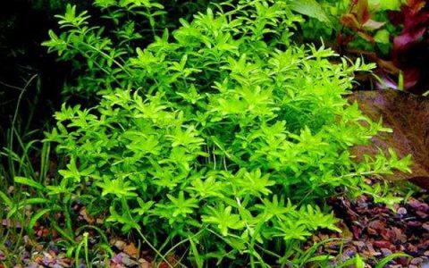 日本珍珠Hemianthus micranthemoides水草饲养资料，图片