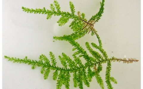 爬行莫丝Vesicularia sp.”Creeping”饲养资料、图片、生长习性