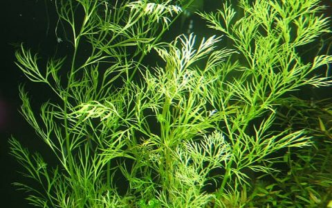 细叶水芹水草Ceratopteris thalictroides饲养资料，图片