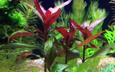 宽叶血心兰水草Alternanthera rosarfolia饲养资料，图片