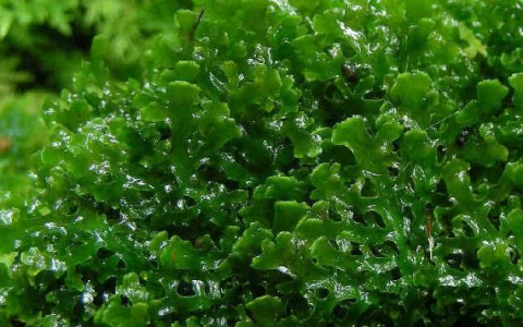 波叶珊瑚莫丝Riccardia sinuata水草饲养资料，图片