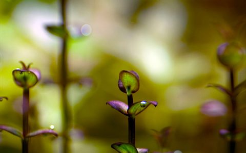 紫红圆叶Lindernia sp. “indian”水草图片、种植资料
