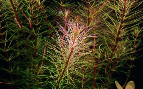 红松尾Rotala wallichii水草饲养资料，图片