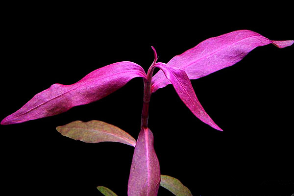 紫艳柳水草Polygonum praetermissum栽培资料，图片