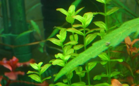 对叶水草Bacopa monnieri饲养资料，图片