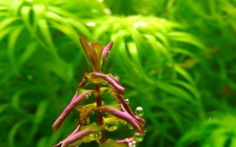 稻穗IIRotala sp.”mini type 2″水草饲养资料、图片、生长特征