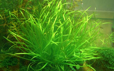 中簀藻水草Blyxa aubertii饲养资料，图片