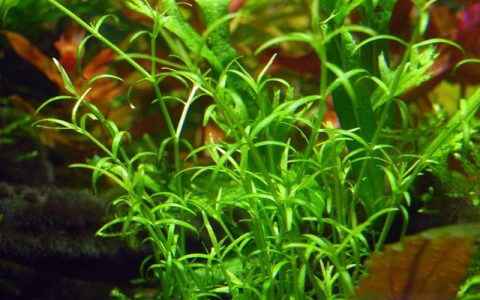 肉叶草Crassula helmsii水草饲养资料，图片