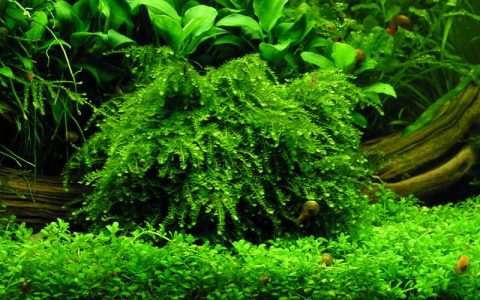 垂泪莫丝Vesicularia ferriei饲养资料、图片