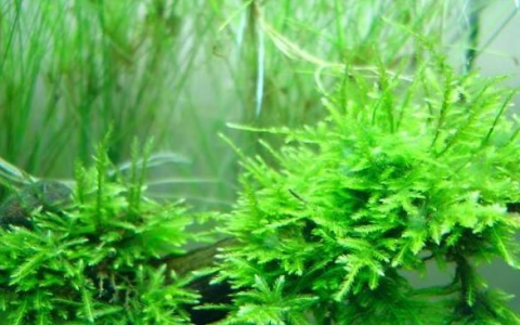 针叶莫丝Taxiphyllum sp.”Spiky”饲养资料、图片