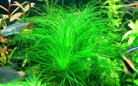 大细叶太阳水草Eriocaulaceae sp.”south america”饲养资料，图片