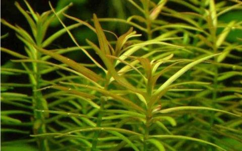 细叶牛顿水草饲养资料，图片