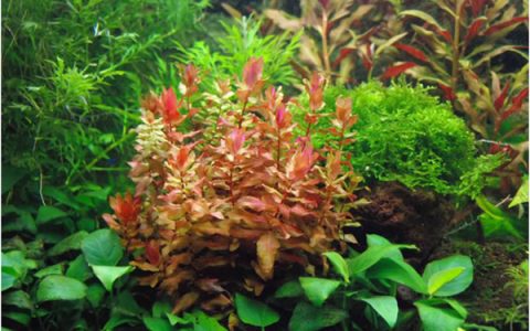 小圆叶Rotala rotundifolia水草图片、资料、栽培方法