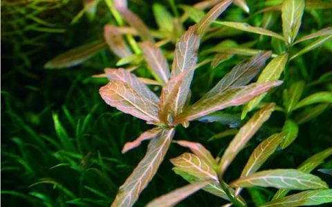 红丝青叶水草Hygrophila rubella饲养资料、图片