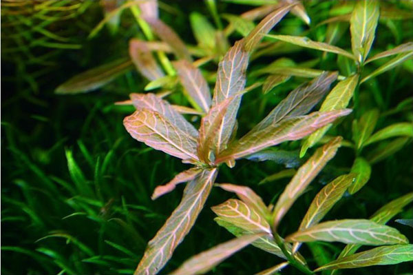 红丝青叶水草Hygrophila rubella饲养资料、图片