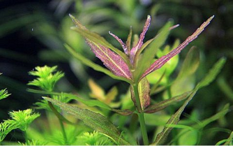 迷你三角叶Limnophila sp.”mini”水草生长习性、图片资料