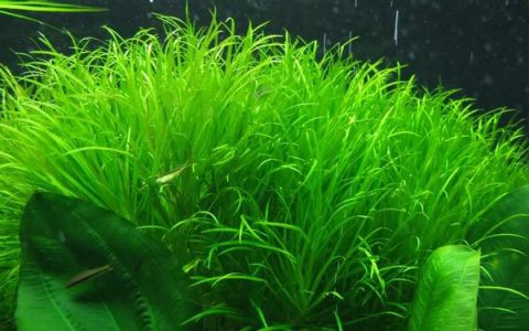 日本箦藻水草Blyxa japonica饲养资料，图片