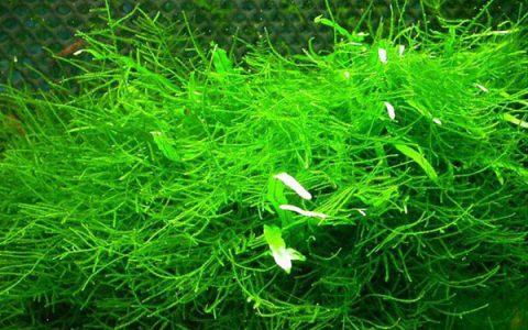 爪哇莫丝水草Taxiphyllum barbieri图片、饲养资料