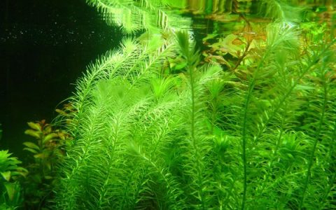 绿松尾Rotala sp.“green”水草种植资料、图片