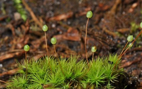 梨蒴珠莫丝（苹果莫丝）Bartramia pomiformis水草饲养资料，图片