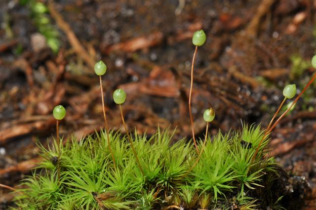 梨蒴珠莫丝（苹果莫丝）Bartramia pomiformis水草饲养资料，图片